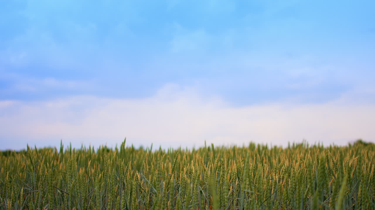 Beautiful farmland of green wheat in the countryside. Ripening field of grain at the backdrop of blue summer sky.