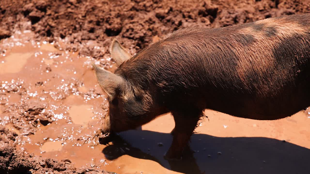 un cerdo se balancea en un charco de barro.