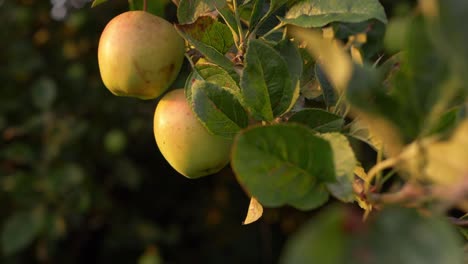 apple tree with ripe green golden apples medium shot