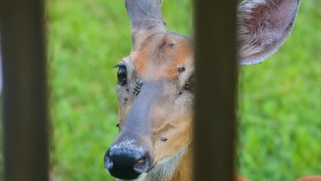 Deer-with-flies-on-a-sunny-day