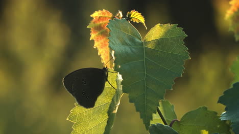 butterfly resting on a leaf in sunlight