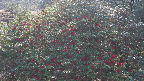 red rhododendron blossoms on a mountainside
