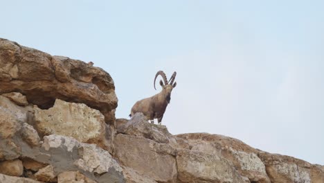 Ein-Israelischer-Hirsch-Steht-Auf-Einer-Klippe,-Unter-Schuss,-Statische-Aufnahme