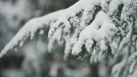 Leichter-Neuschnee-Auf-Den-Weichen-Nadeln-Der-Kiefern,-Eine-Heitere-Winterlandschaft