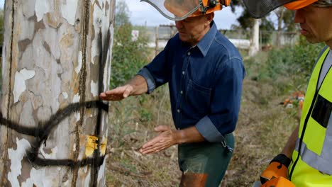 Lumberjacks-examining-the-tree-trunk-before-cutting