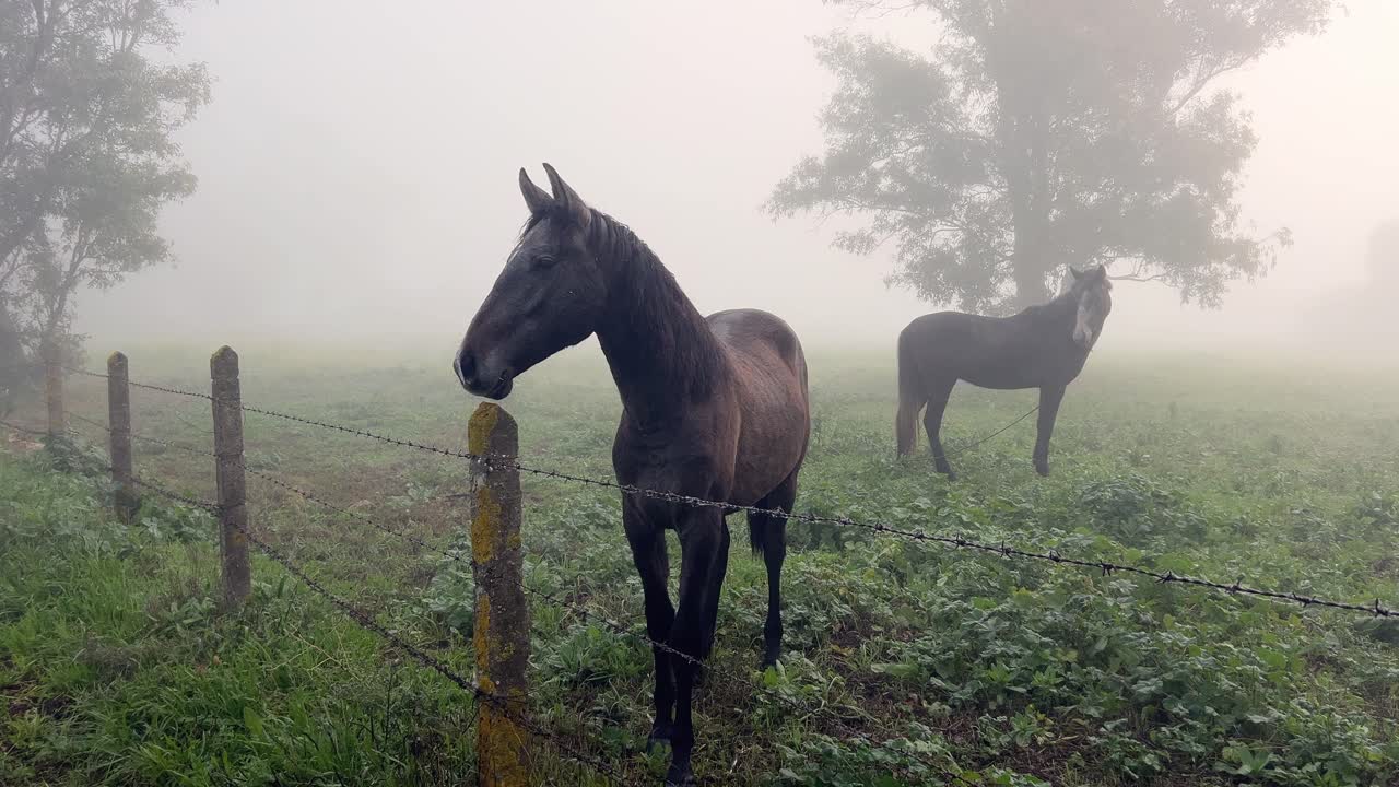 unos pocos caballos de pie en un campo de rocío con un fondo de niebla