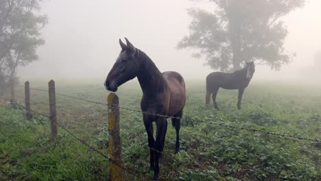 a few horses standing in a dewy field with a misty background