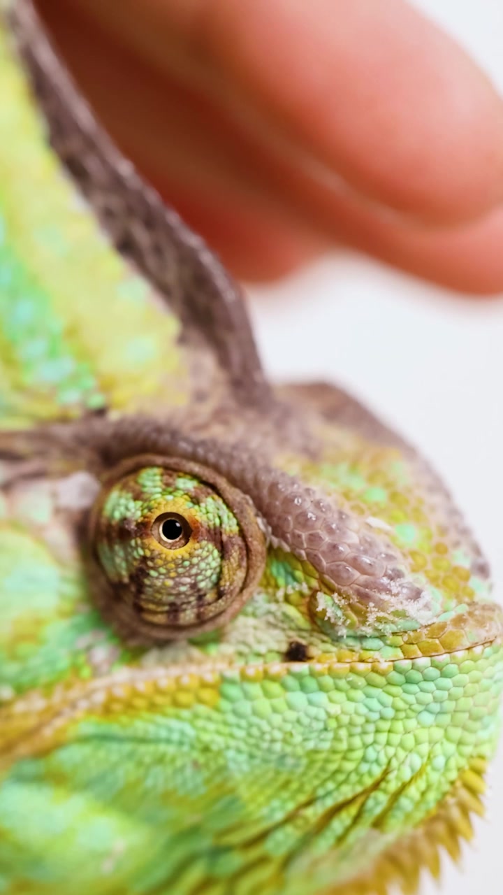 Una mano accarezza delicatamente un camaleonte velato, evidenziandone le squame vivaci e il movimento unico degli occhi.