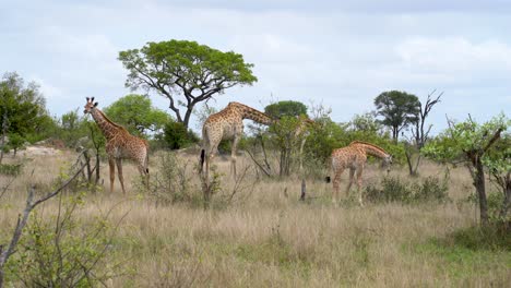 Eine-Familie-Von-Giraffen,-Die-Sich-Von-Akazien-Ernähren,-Kruger,-Südafrika-Giraffa-Camelopardalis-Giraffa