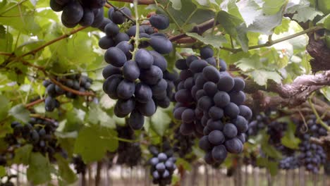 Köstliche,-Tiefschwarze-Trauben,-Lage-Des-Weinbergs,-Erntereif