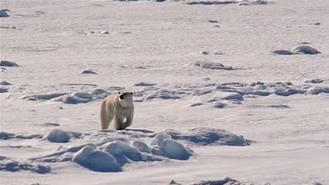 Eisbär-Nähert-Sich-Einem-Schiff-Aus-Dem-Meereis-In-Der-Nähe-Von-Bjornsundet-Im-Spitzbergen-Archipel-Norwegen