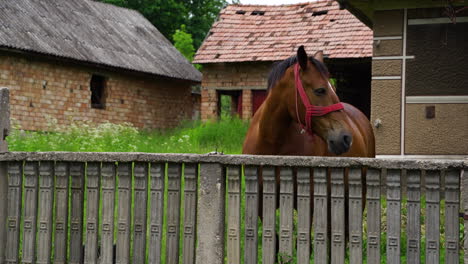 un caballo cerca de una casa abandonada