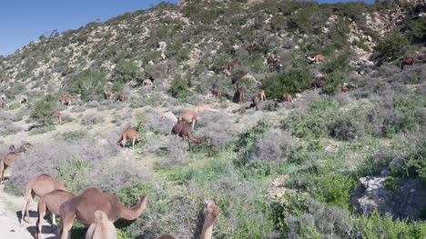 Camello-Montaña-00