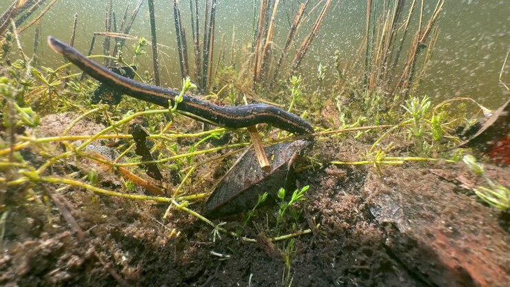 European medicinal leech (Hirudo medicinalis) crawling on the bottom of a pond, Estonia.