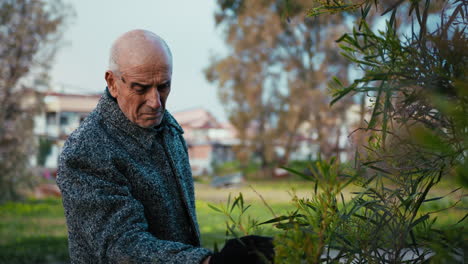 elderly man touches and examines the leaves of a plant in the park
