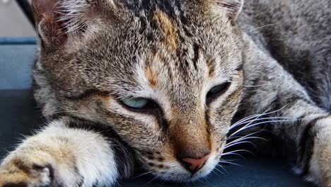 un gato callejero adormecido se toma un descanso de la búsqueda de alimento