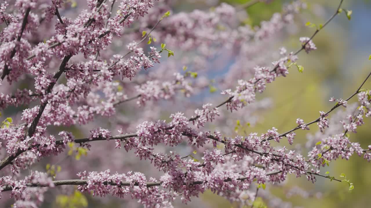 los árboles de cerezo perfumados en plena floración