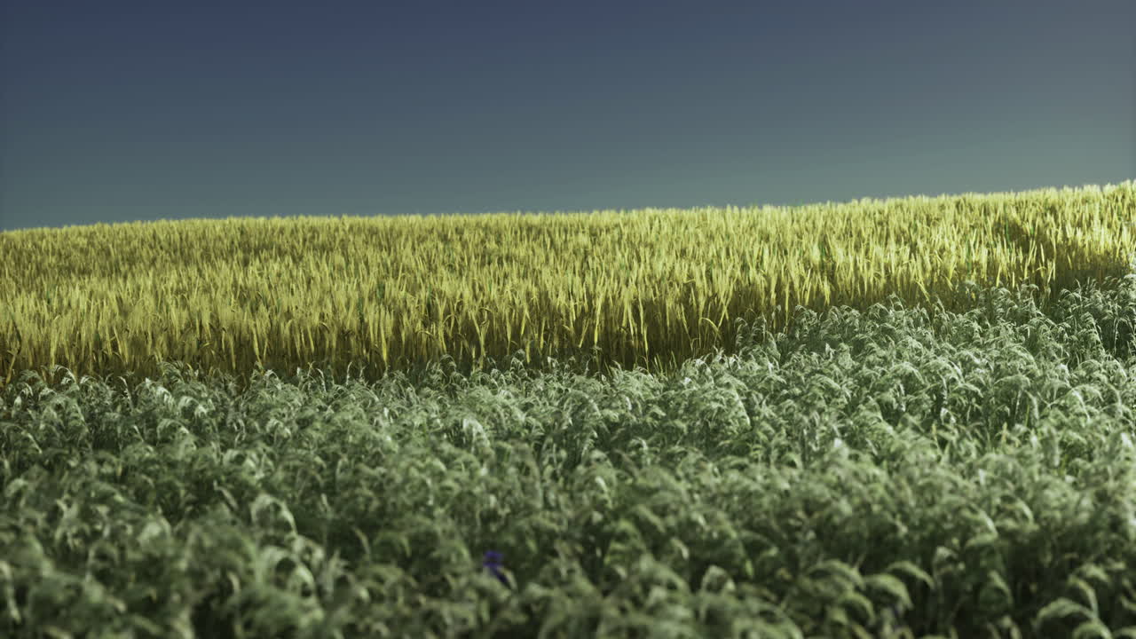 Paesaggio vivace che mostra grano dorato ed erba verde sotto un cielo limpido