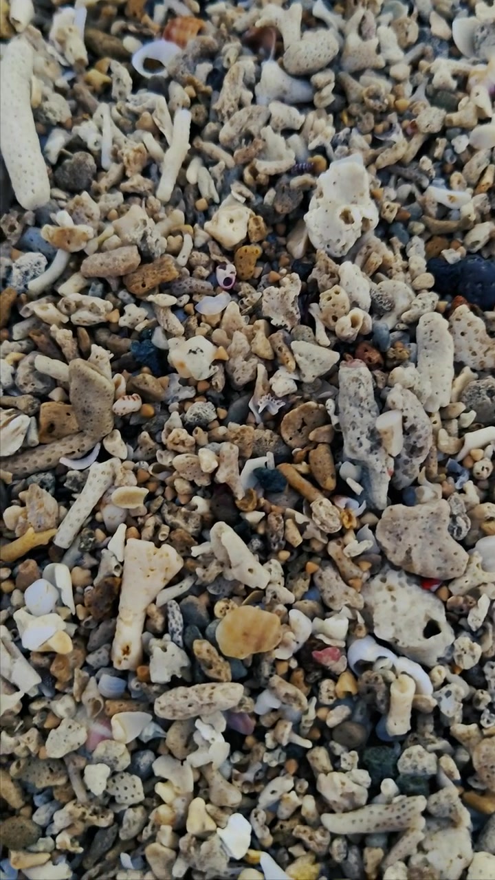 Vista Aproximada de Fragmentos de Coral Quebrados e Conchas em uma Praia Tropical