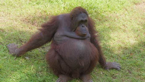 feMale-adult-Orangutan-Sitting-On-The-Grass-Under-The-Shade-Of-a-Tree