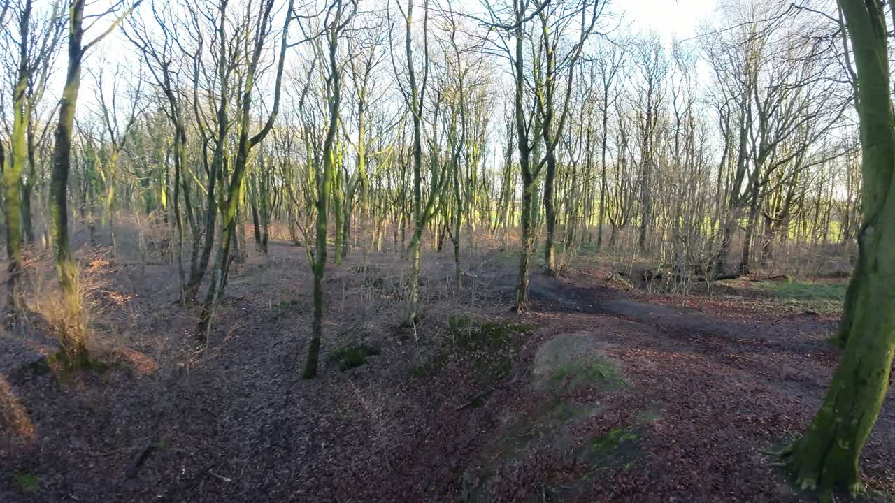Drone FPV cinematografico che vola intorno ai tronchi degli alberi del bosco durante un'alba autunnale luminosa