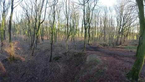 Cinematic-FPV-drone-flying-around-woodland-tree-trunks-during-glowing-autumn-sunrise