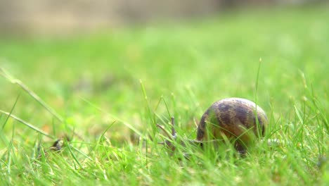 Schnecke,-Die-Langsam-über-Das-Gras-Gleitet