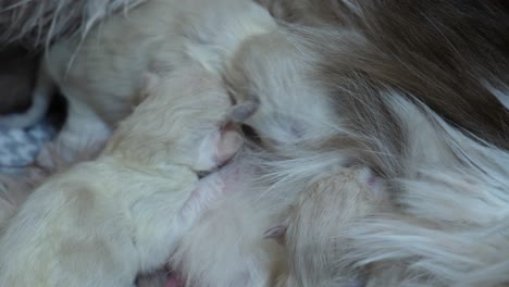 음식 사냥 - 새로 태어난 래그돌 고양이 새끼 고양이가 모유를 찾고 있다