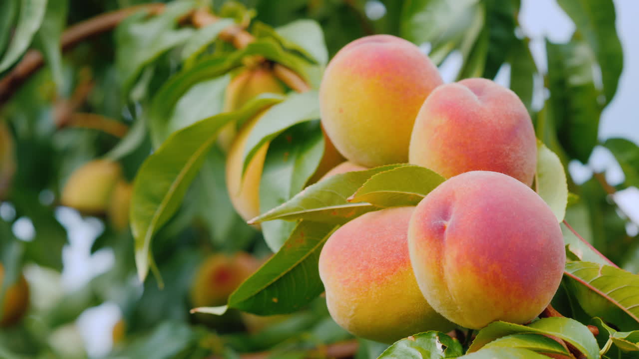varios melocotones jugosos maduran en un árbol