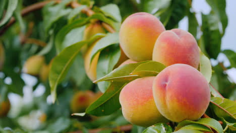 several juicy peaches ripen on a tree