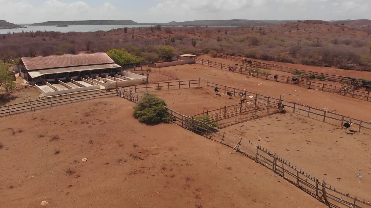 palomas volando sobre avestruces en una granja en la isla de curacao