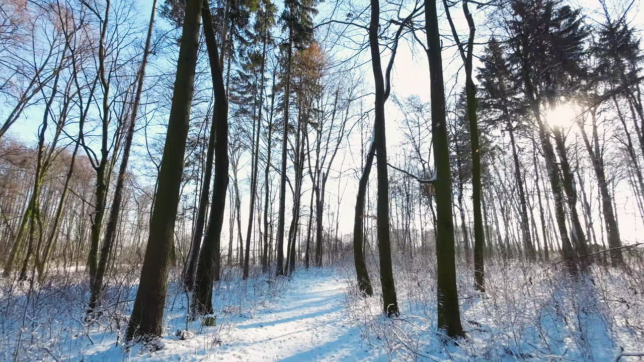 눈 덮인 겨울 삼림 지대를 날아다니는 느린 공중 샷