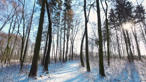 tiro aéreo lento volando sobre el camino del bosque de invierno cubierto de nieve con la luz del sol vista asomándose
