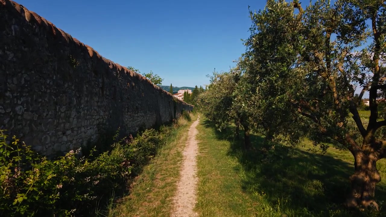 Olive trees and grapevines next to a traditional stone wall in Sant’Ambrogio di Valpolicella, Italy.