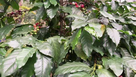 coffee plant with red and green coffee beans