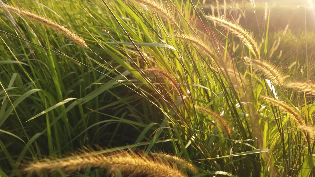 la hierba soplada por el fuerte viento con la luz del sol