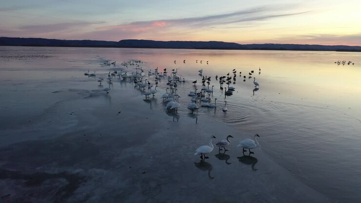 Swans and birds on a frozen lake at sunset