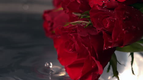 Water-dropping-onto-fresh-red-roses