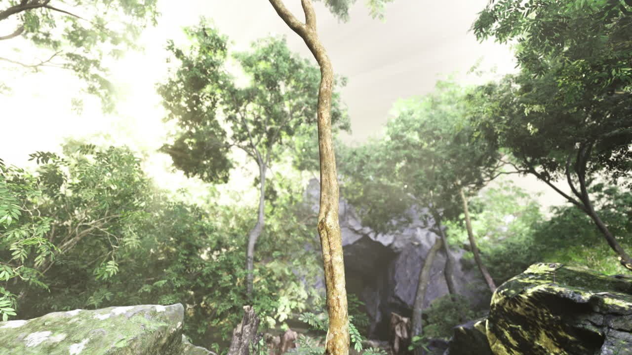 Exploring a vibrant forest with bright sunlight filtering through foliage