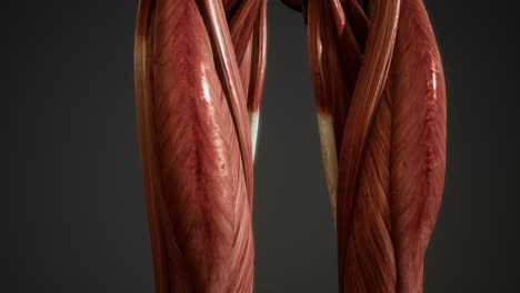 Muscular-System-of-human-body-animation