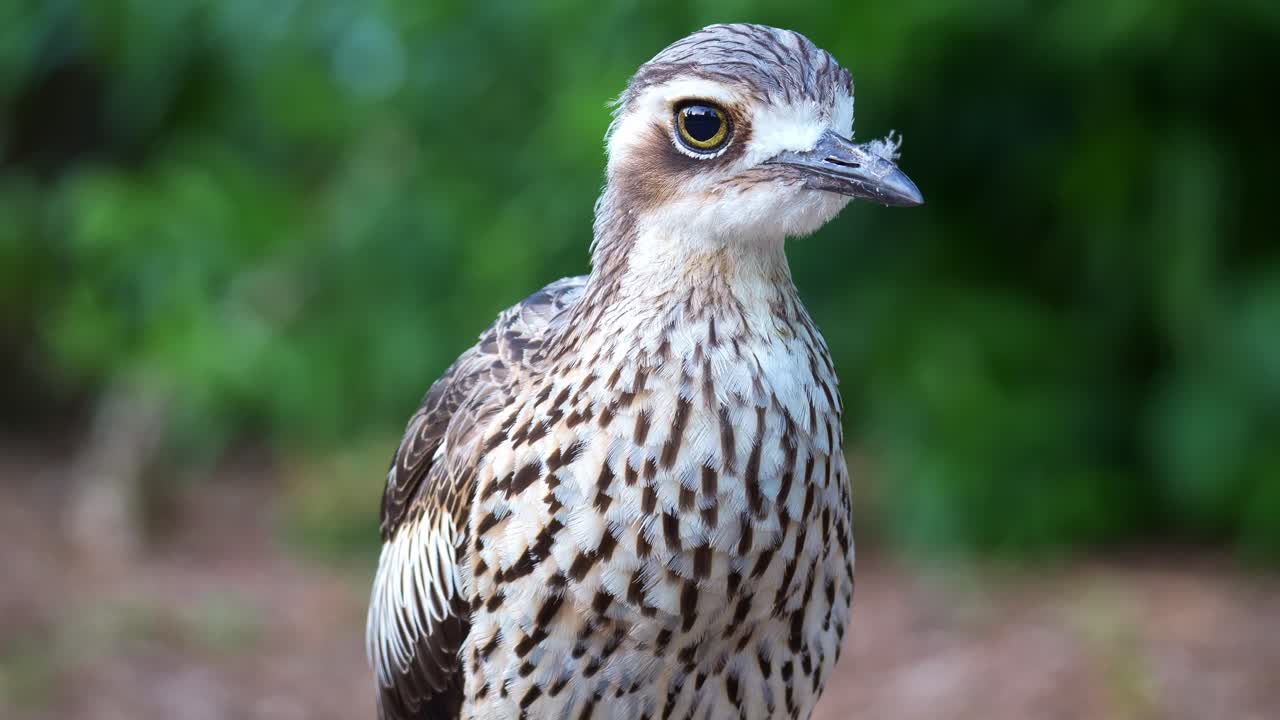 Närbild av en tjockfot (Burhinus grallarius) som står stilla i sin naturliga miljö, plötsligt uppmärksammad av sin omgivning