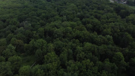 4k drone aerial of lush forest canopy in ojibway park, windsor ontario