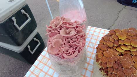 cacerola lenta de champiñones en kit de cultivo en exhibición en un mercado local de agricultores
