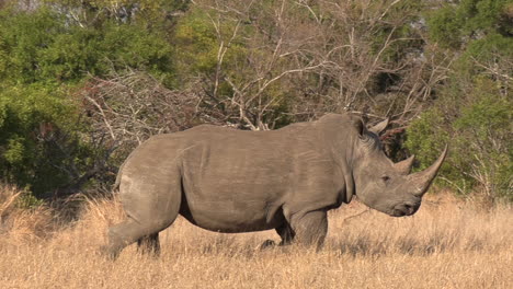 Southern-white-rhino-walks-and-runs-past-others-in-African-bushland