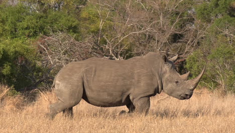 southern white rhino walks and runs past others in african bushland