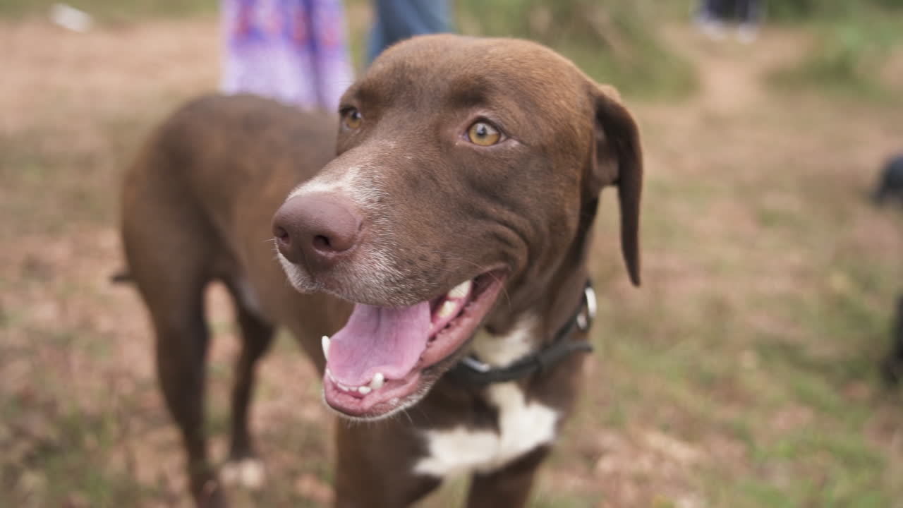 A brown and white Lab-Pointer mix dog outdoors in slow motion, evoking curiosity