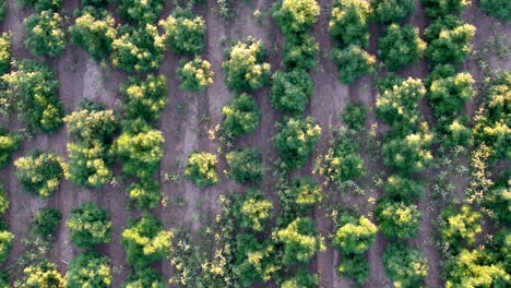 hemp fields with large plants getting ready for harvest