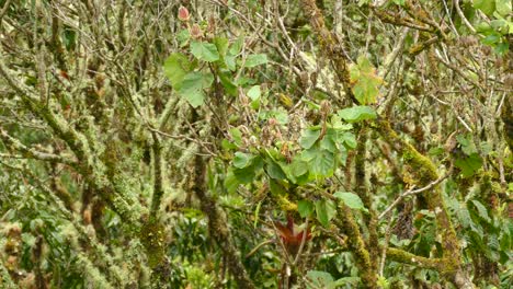 a cute little bird flittering from branch to branch inside a thicket in costa rica