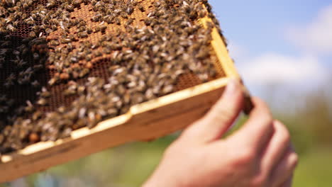 bare apiarist's hands touching bees on the surface of honey frame. metal instrument in beekeeper's hand. blurred backdrop.
