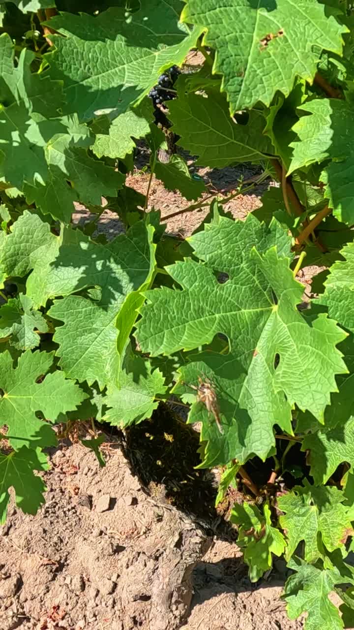 빛 이 비치는 포도 에 있는 울창 한 포도나무